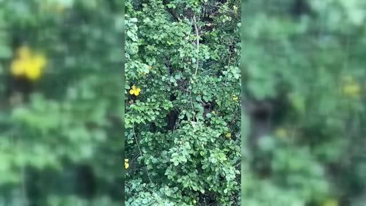 Rize\'de ağaca çıkarak meyve yiyen iki ayı görüntülendi