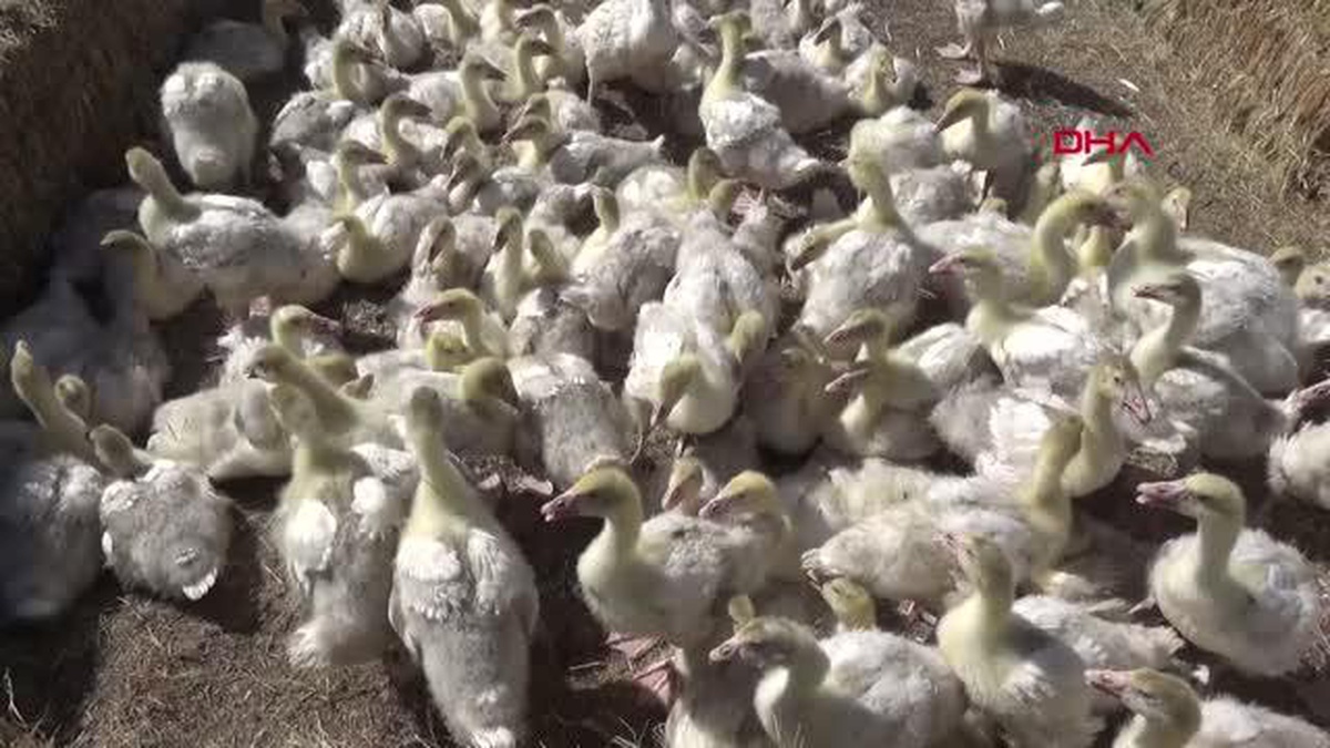 AĞRI\'DA 100 ÇİFTÇİYE 5 BİN KAZ PALAZI DAĞITILDI