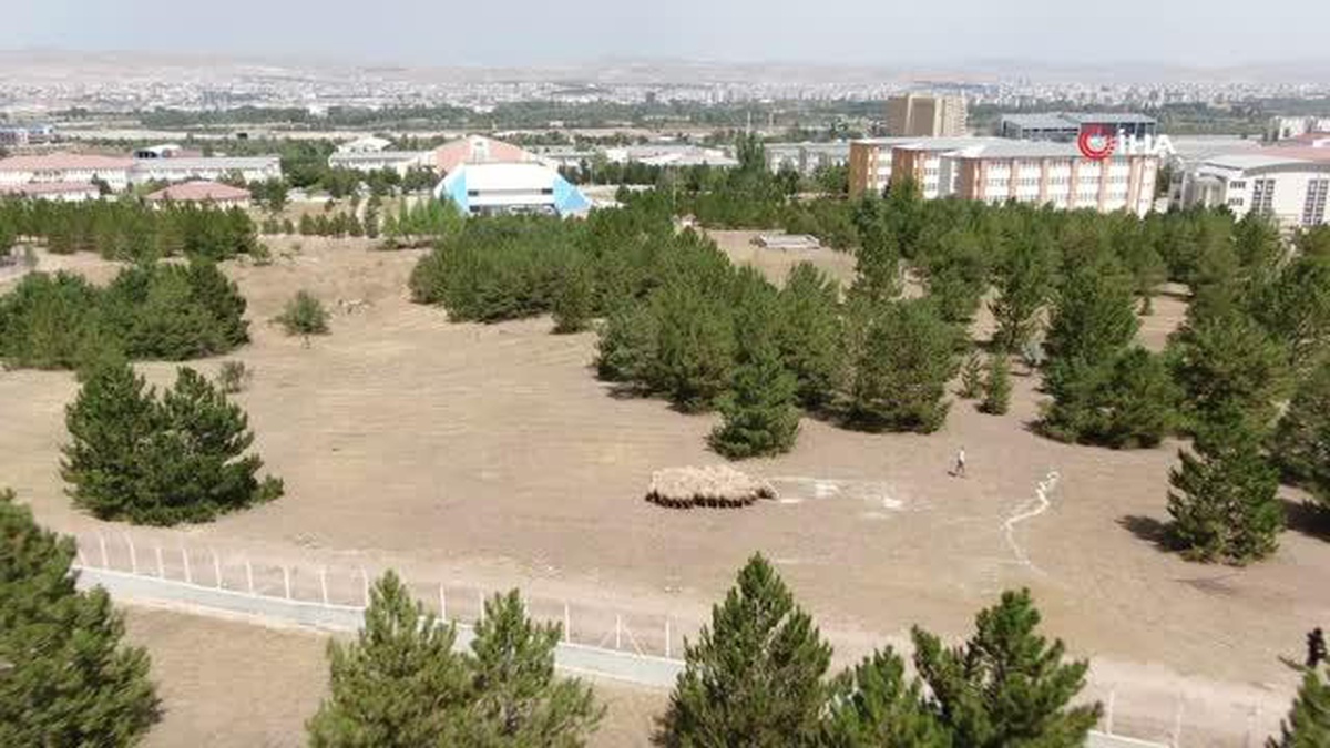 Akademik koyunlar öğrencilere burs desteği sağlayacak