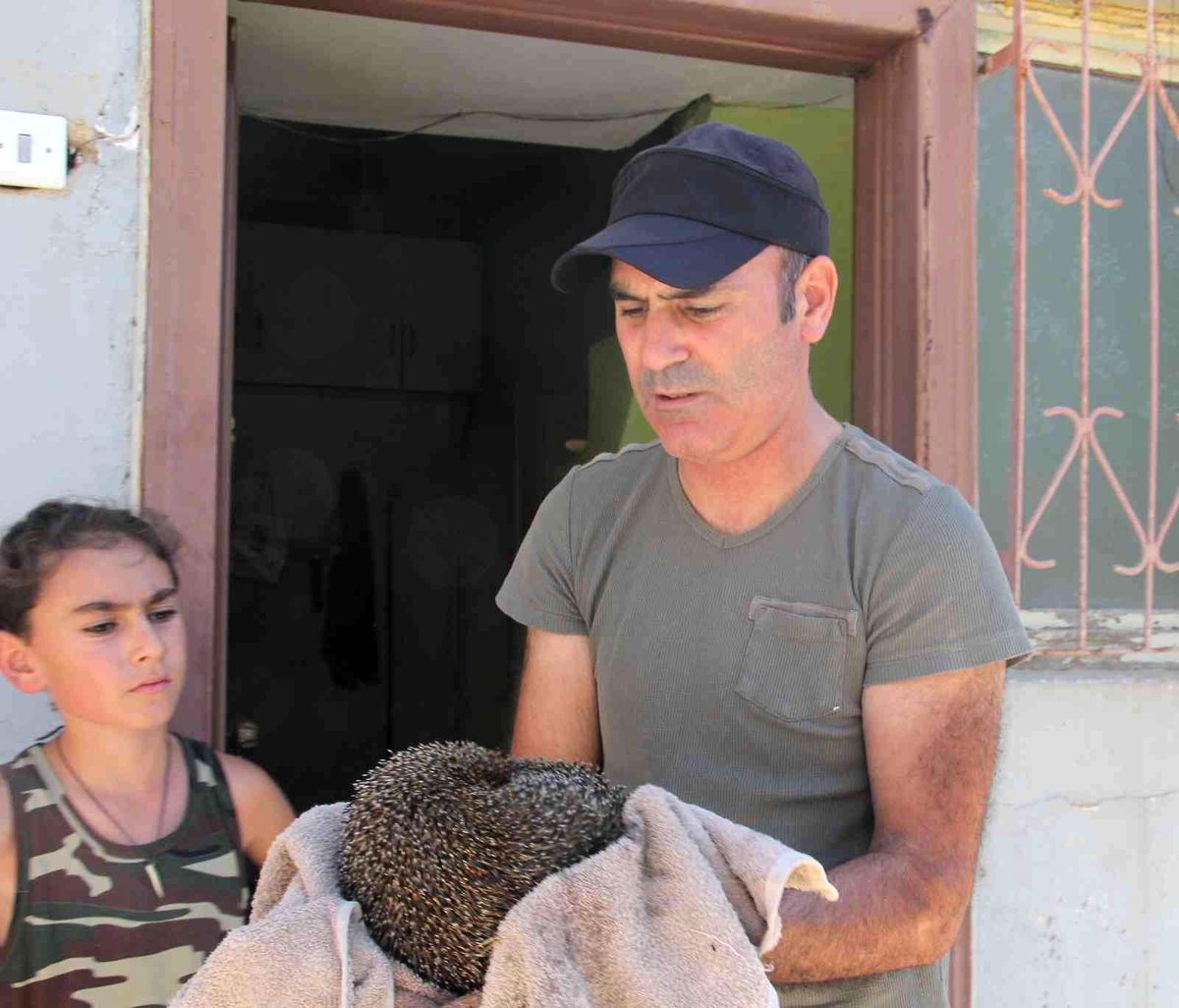 Alevlerin arasında kalan kirpi son anda kurtarıldı