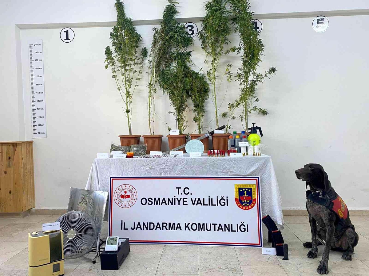 Bez kıyafet dolabında kenevir yetiştiren zanlı tutuklandı