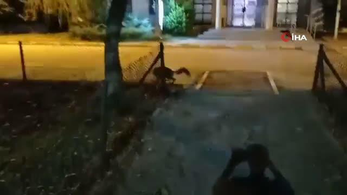 Büyükçekmece\'de tilki gören çocuğun heyecanı