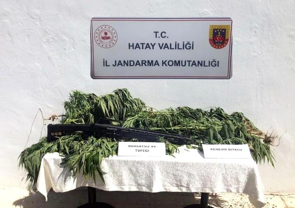 Hatay\'da zeytin bahçesine kenevir eken kişi gözaltına alındı