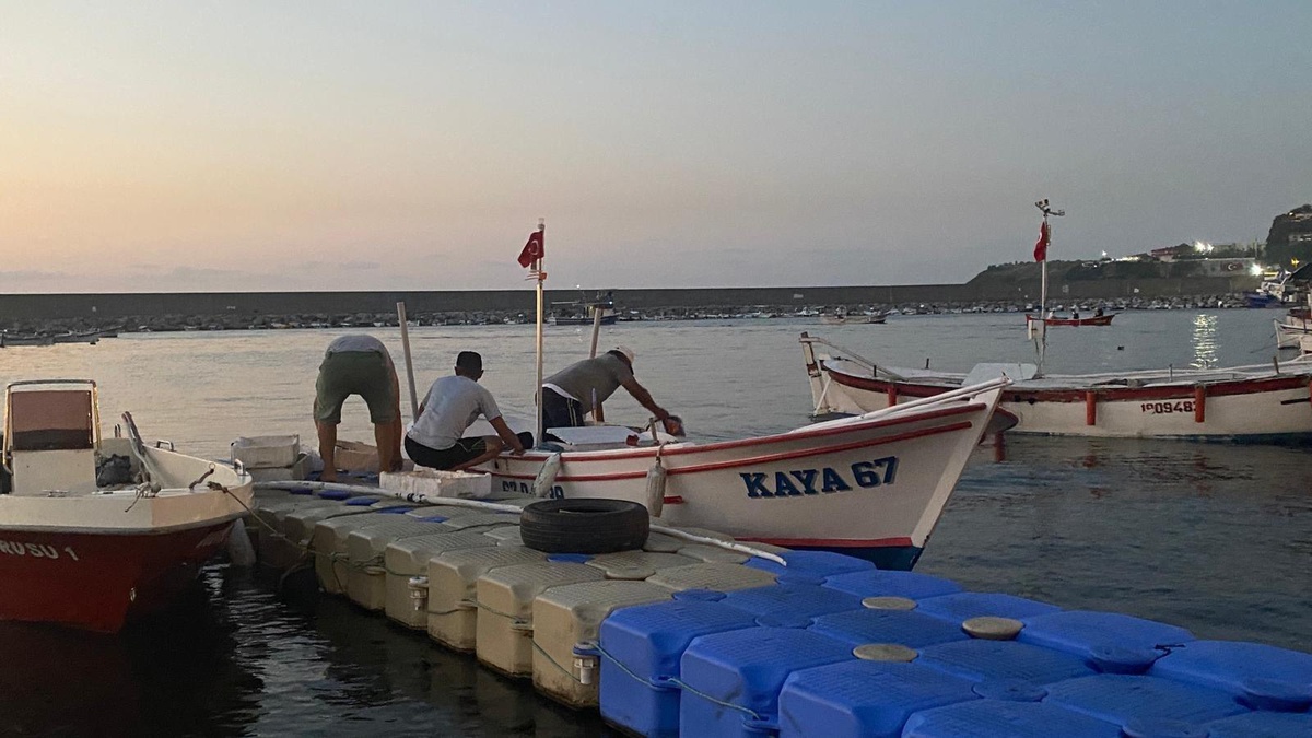 Karadeniz\'de palamut bereketi yüz güldürüyor