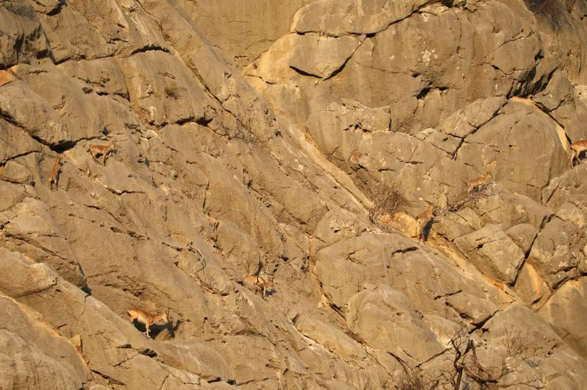 Koruma altındaki yaban keçileri Yazılı Kanyon\'da görüntülendi