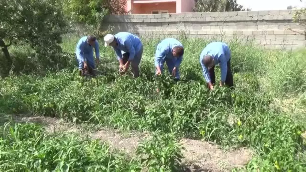 Muş\'ta öğretmen ve öğrenciler yetiştirdikleri ürünleri ihtiyaç sahiplerine dağıtıyor