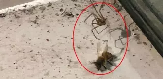 Şırnak'ta örümcek ile arının kavgası görüntülendi! Tuzağa dayanamayıp baygınlık geçirerek yem oldu