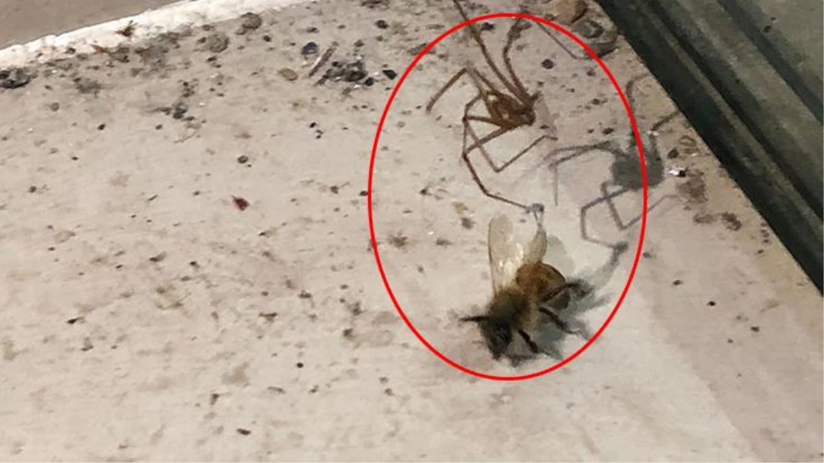 Şırnak\'ta örümcek ile arının kavgası görüntülendi! Tuzağa dayanamayıp baygınlık geçirerek yem oldu