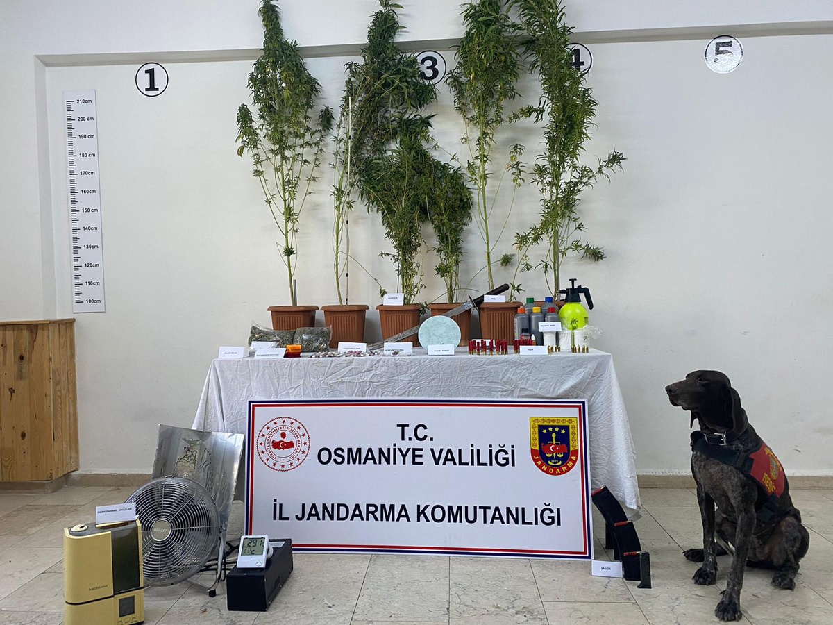 Osmaniye\'de evinde Hint keneviri yetiştiren zanlı tutuklandı