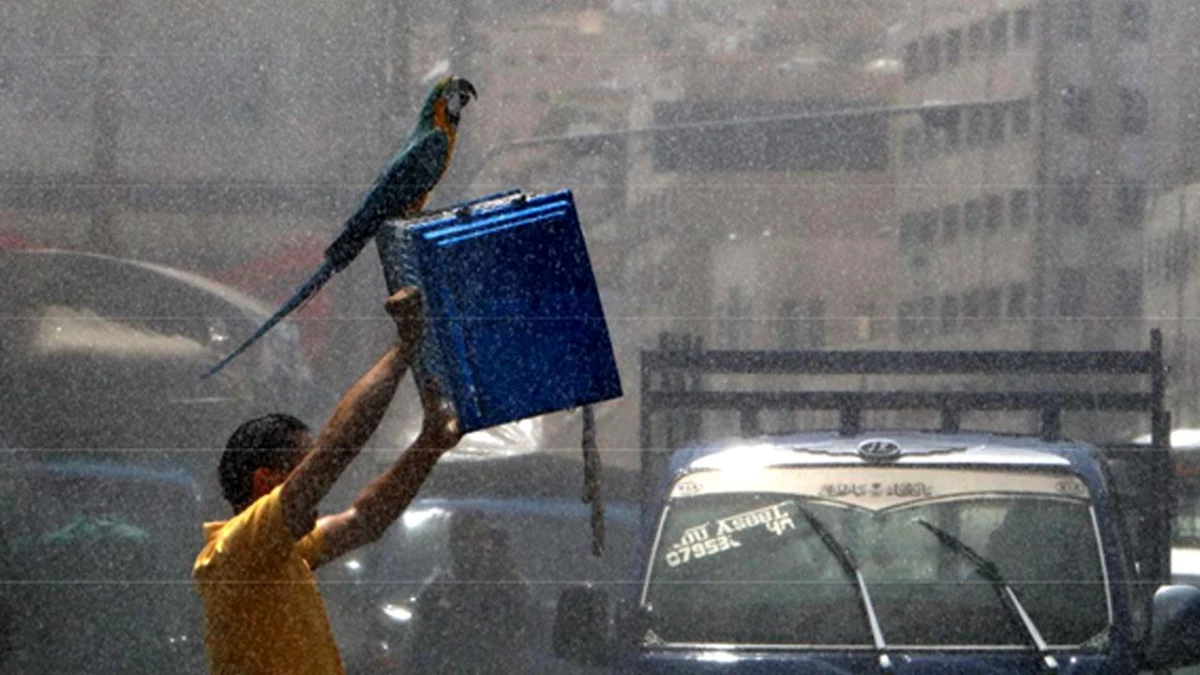 Sıcak Hava Dalgasının Etkisi Altındaki Ürdün\'de Bir Papağan Serinliyor