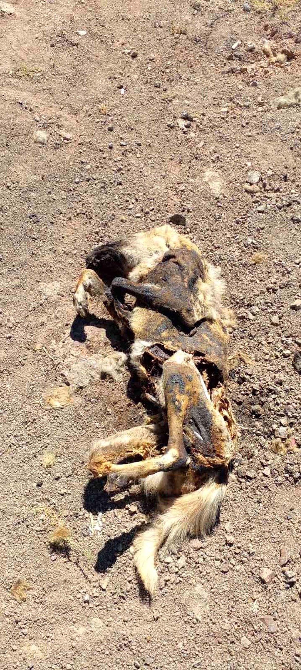Elazığ\'da vahşet: Köpeği yakıp cansız bedenini tarlaya attılar