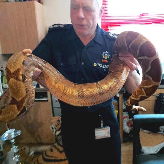 Kan akışını kesip adamı anında tabuta gönderiyor! Yetkililer dev yılanın yanına korkarak yaklaştı Kan akışını kesip adamı anında tabuta gönderiyor! Yetkililer dev yılanın yanına korkarak yaklaştı