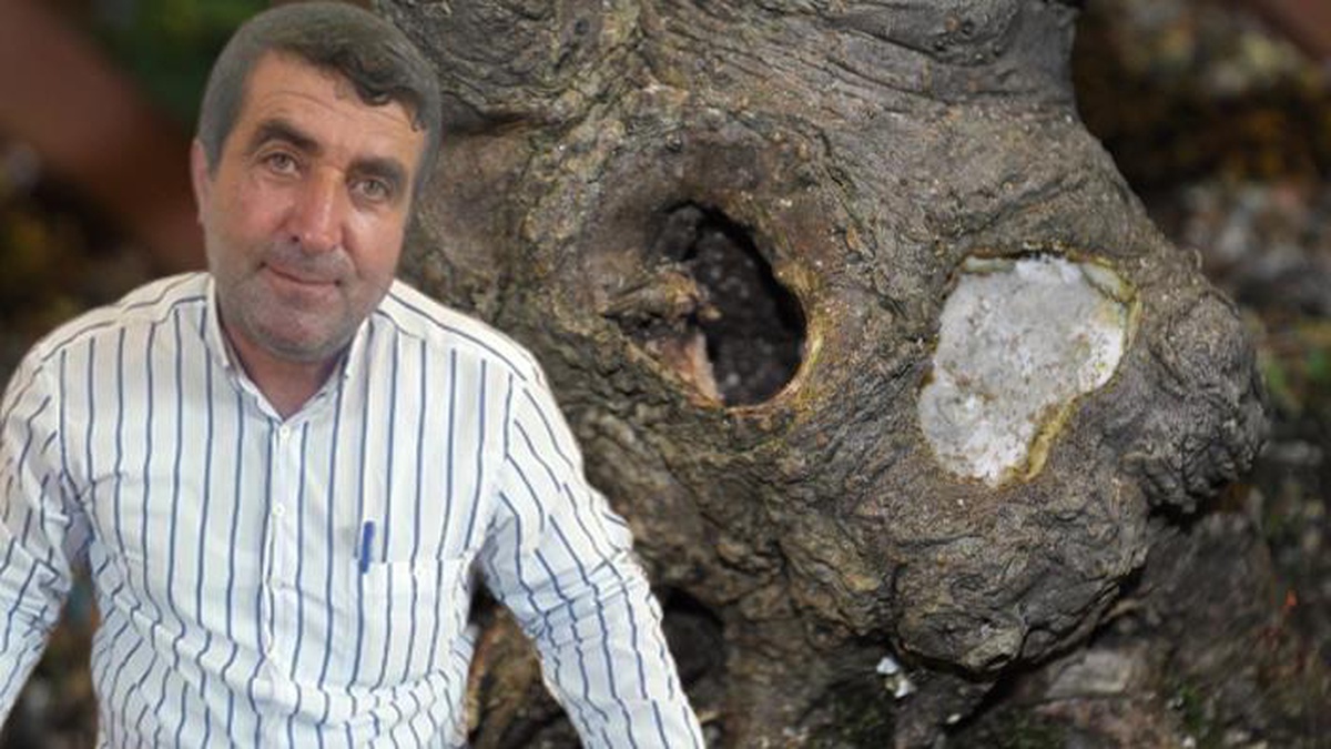 Batman\'da ağaç kovuğundan çıkardığı balın kilosunu dudak uçuklatan fiyata satıyor