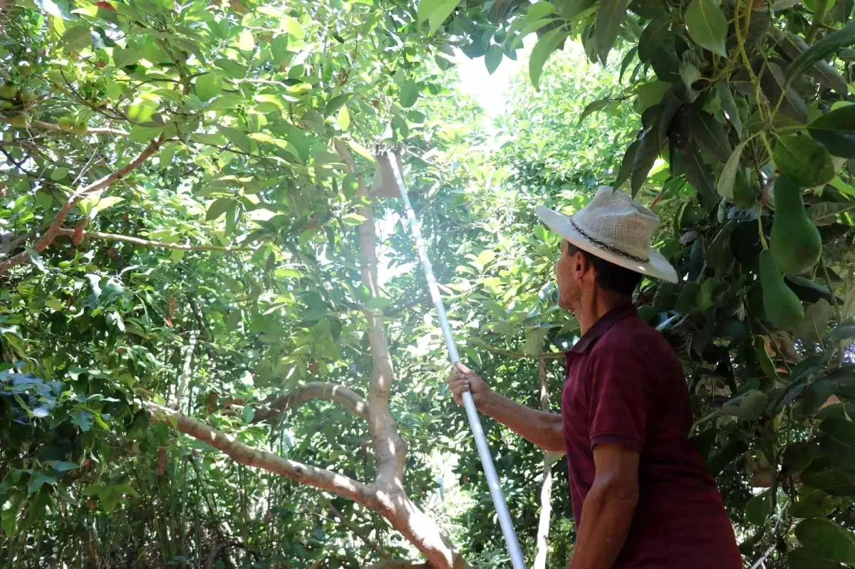 Türkiye\'nin yüzde 70 avokado üretimi yapılan Alanya\'da hasat heyecanı