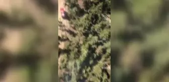 Adana'da çıkan orman yangını kontrol altına alındı