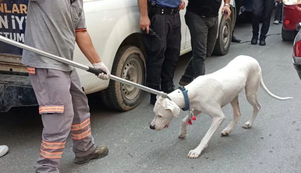 Hayvanseverler dikkat! Alkollü sürücü ehliyetini isteyen polise yasaklı ırk olan Dogo Argentino köpeğini saldırttı