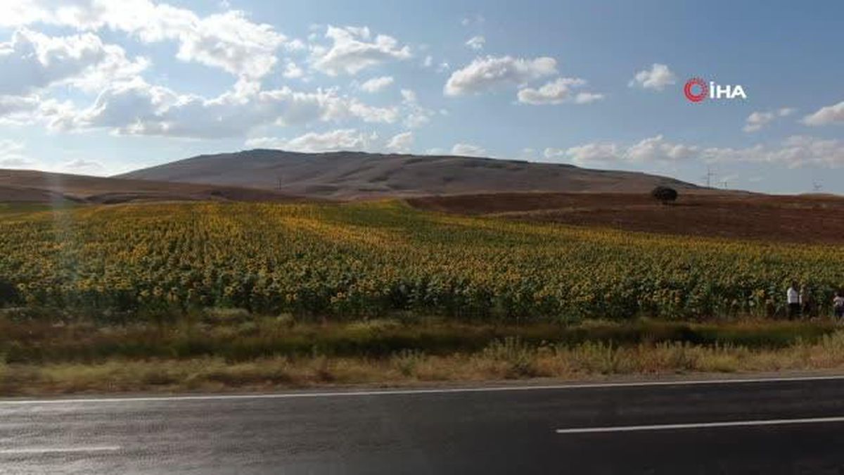 Ay çiçeği üretimi yüzde 400 arttı