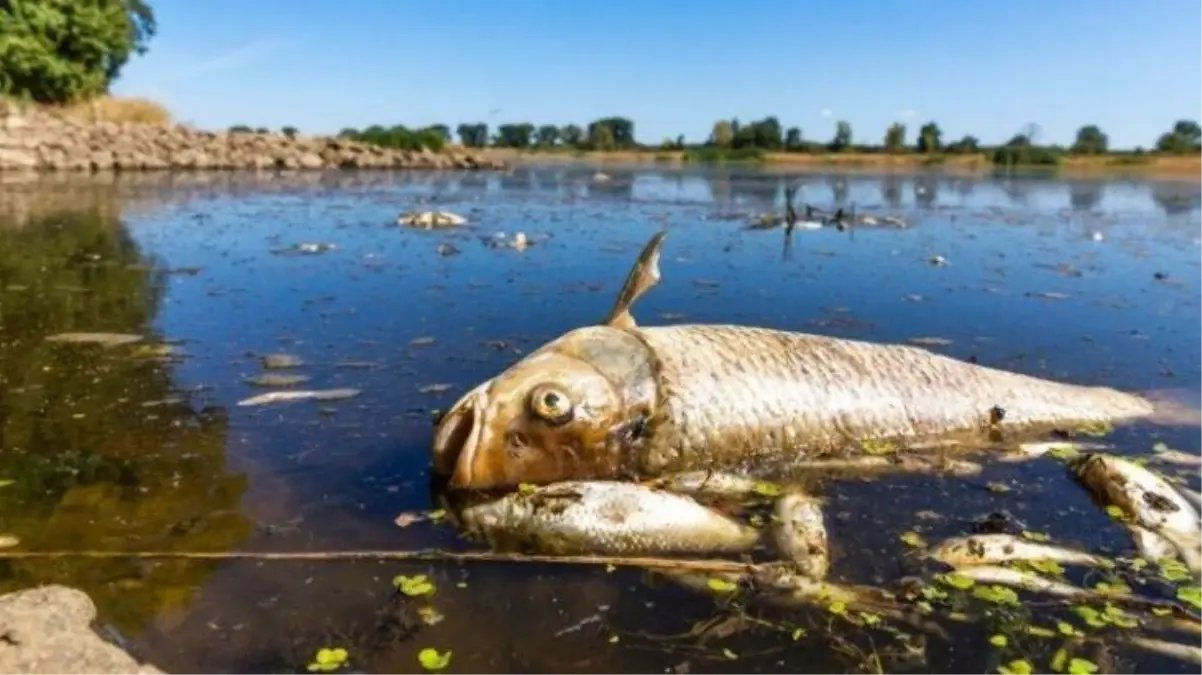 California sahilleri kıyıya vuran ölü balıklarla doldu: Zararlı bir tür