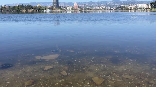 California sahilleri kıyıya vuran ölü balıklarla doldu: Zararlı bir tür California sahilleri kıyıya vuran ölü balıklarla doldu: Zararlı bir tür