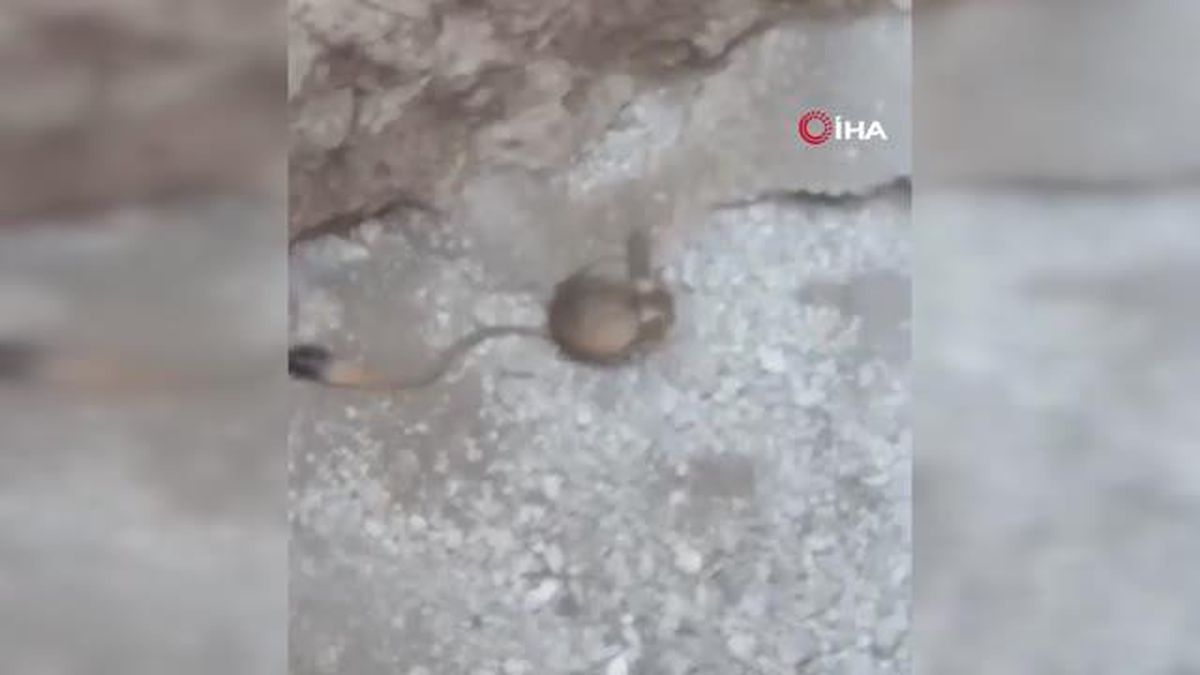 Elazığ'da Arap tavşanı görüntülendi
