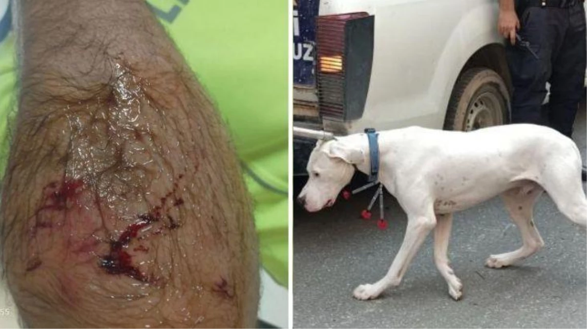 Hayvanseverler dikkat! Alkollü sürücü ehliyetini isteyen polise yasaklı ırk olan Dogo Argentino köpeğini saldırttı