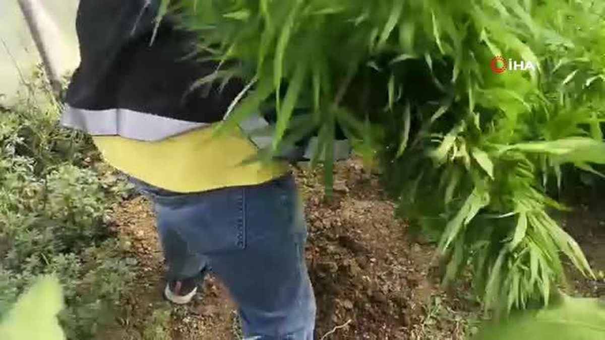Çorum polisinden uyuşturucu operasyonu
