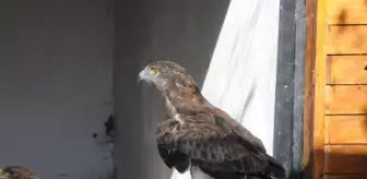 Yaralı yılan kartalı 'engelli kuşlar' barınağında yaşamına devam edecek