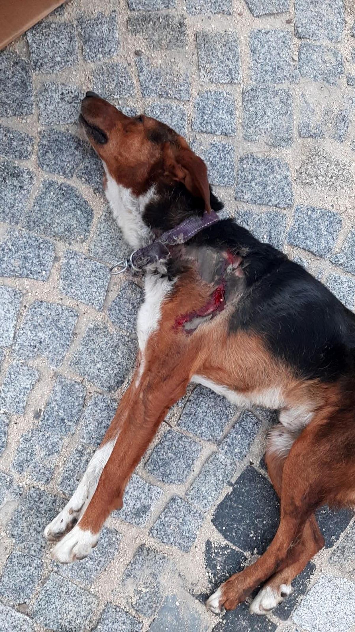 Araçla çarptı ölüme terk etti...Hayvan severlerin çabası yeterli olmadı