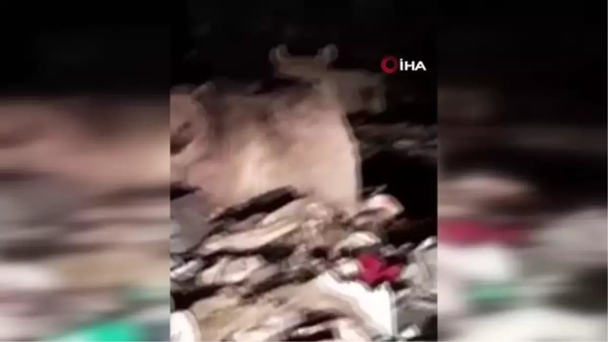 Ayı ailesinin çöplükteki yemek keyfini böyle görüntüledi