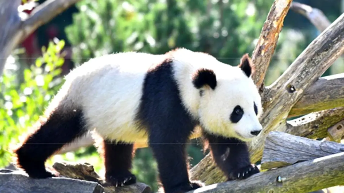Berlin Hayvanat Bahçesi\'ndeki Dev Pandaların Doğum Günü Partisi