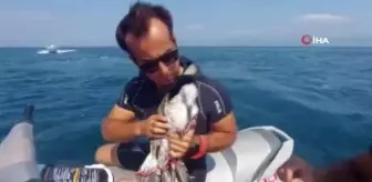 Bursa'da martı kurtarma operasyonu