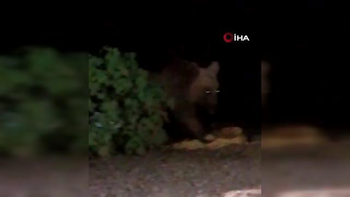 Çukurca\'da ayıların yiyecek mesaisi