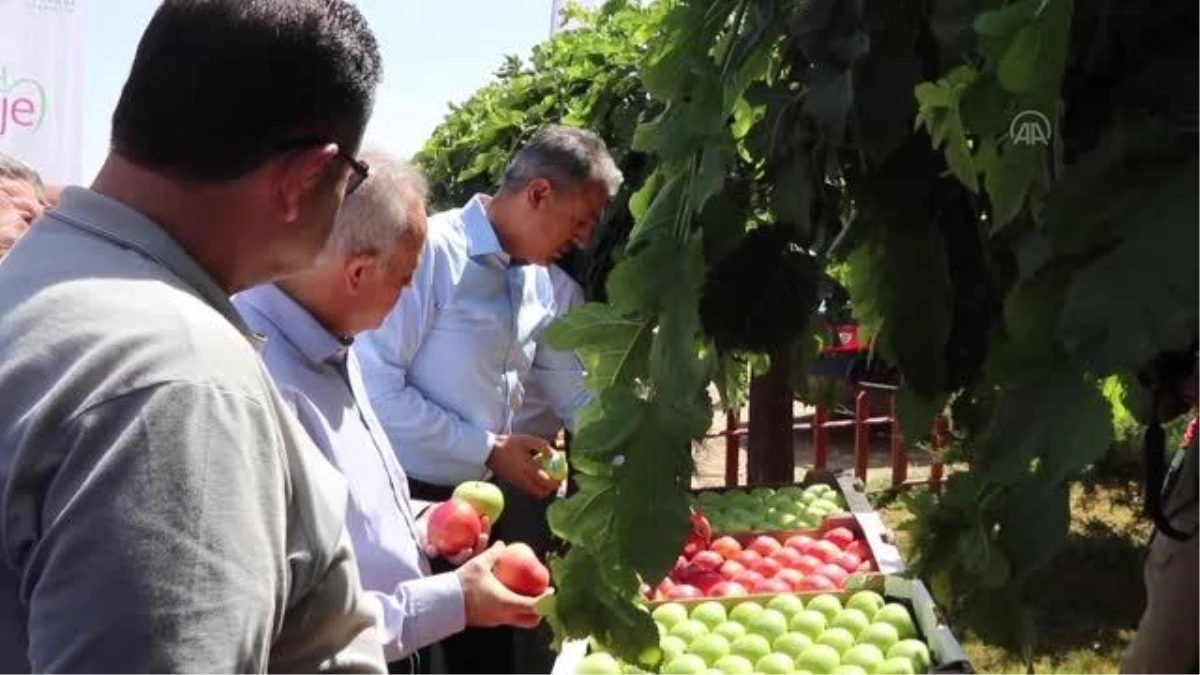 Karaman Valisi Tuncay Akkoyun elma hasadına katıldı
