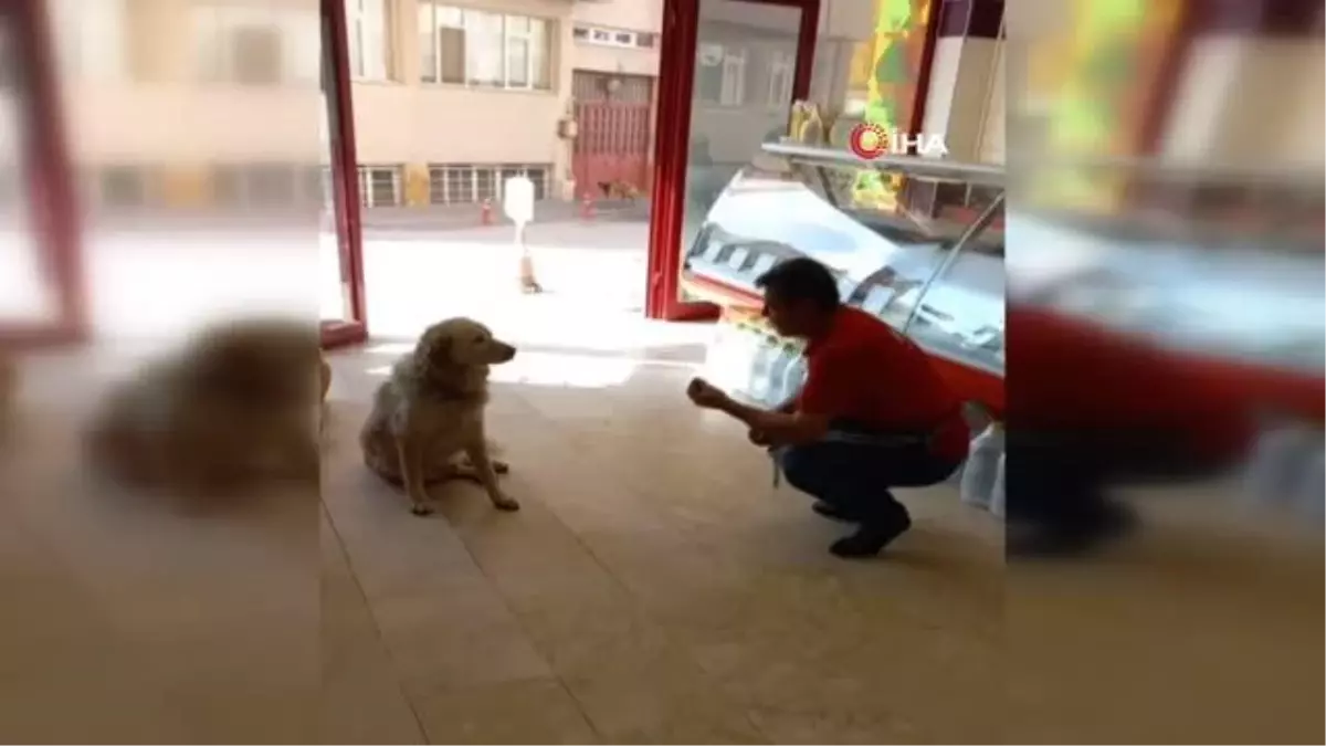 Kasabın, hayatını kurtaran köpeğe hayat dersi verdiği konuşması güldürdü