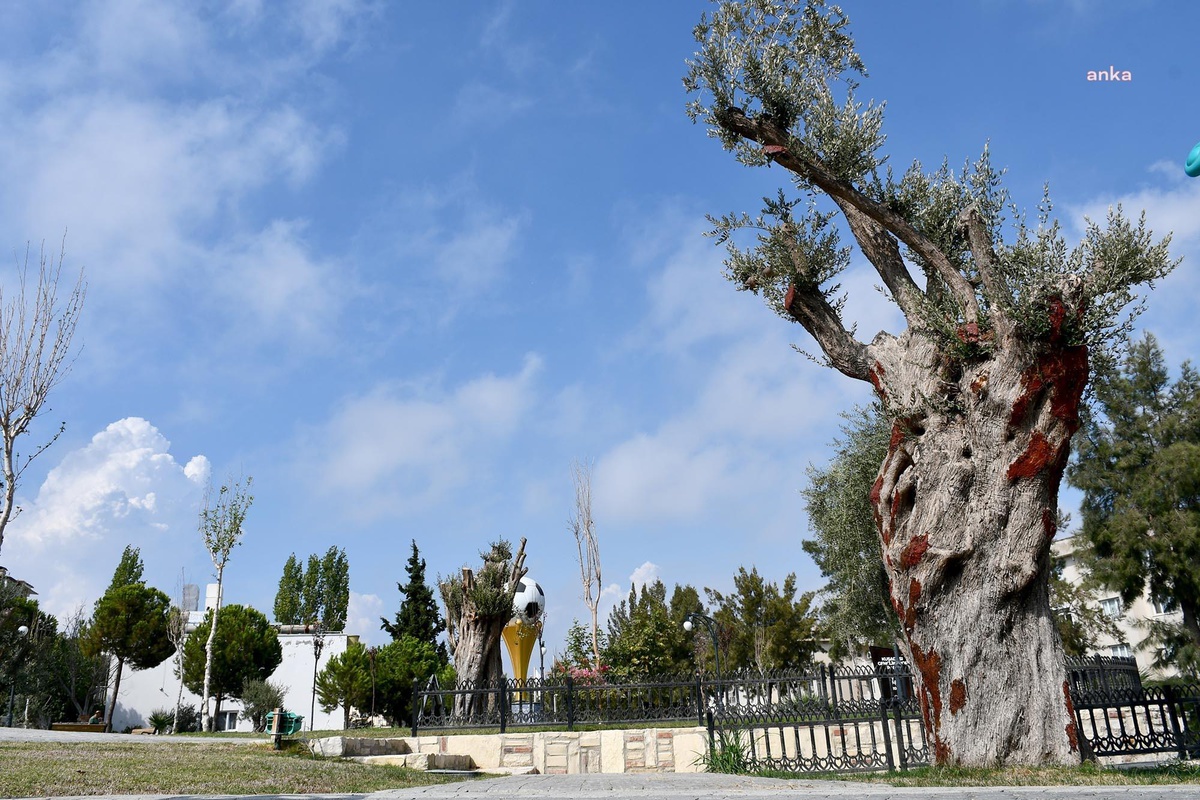 Kesilmekten Kurtarılan Ağaçlar, Kuşadası\'nda Ölümsüzleşiyor