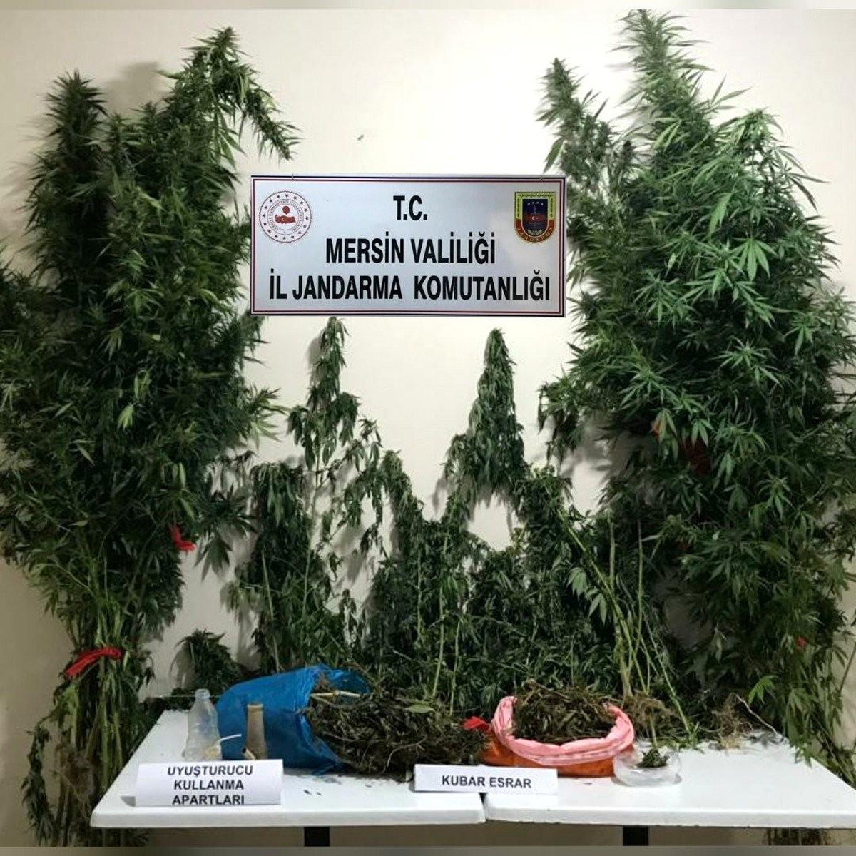 Mersin\'de yasa dışı kenevir eken 3 şüpheli yakalandı