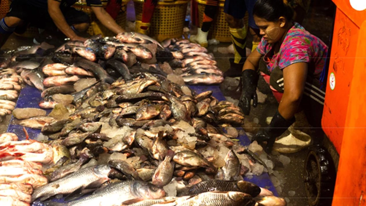 Myanmar\'ın Deniz Ürünleri İhracatı 5 Ayda 2 40 Milyon Doları Geçti