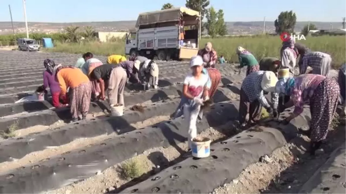 70 milyon çilek fidesi toprakla buluşuyor