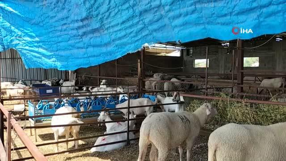 Osmaniye\'de sokak köpekleri küçükbaş hayvan çiftliğine saldırdı