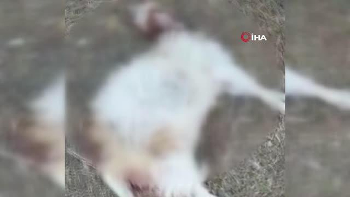 Sokak köpekleri gündüz vakti 3 keçiyi parçaladılar