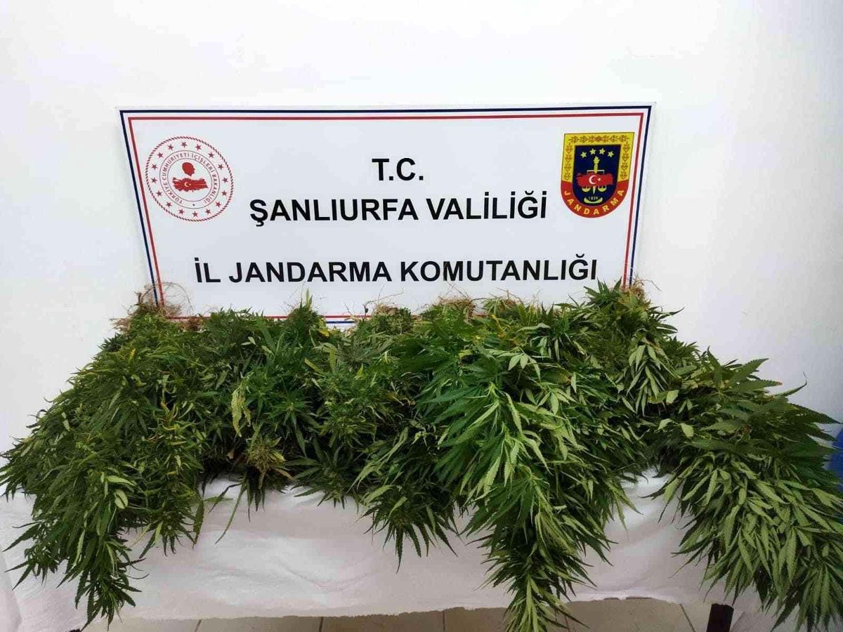 Suruç\'ta 47 kök kenevir bitkisi ele geçirildi