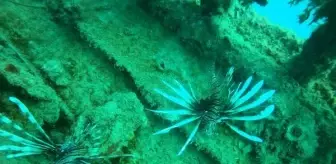 Tarihi batık St. Didier'e istilacı türler yerleşti