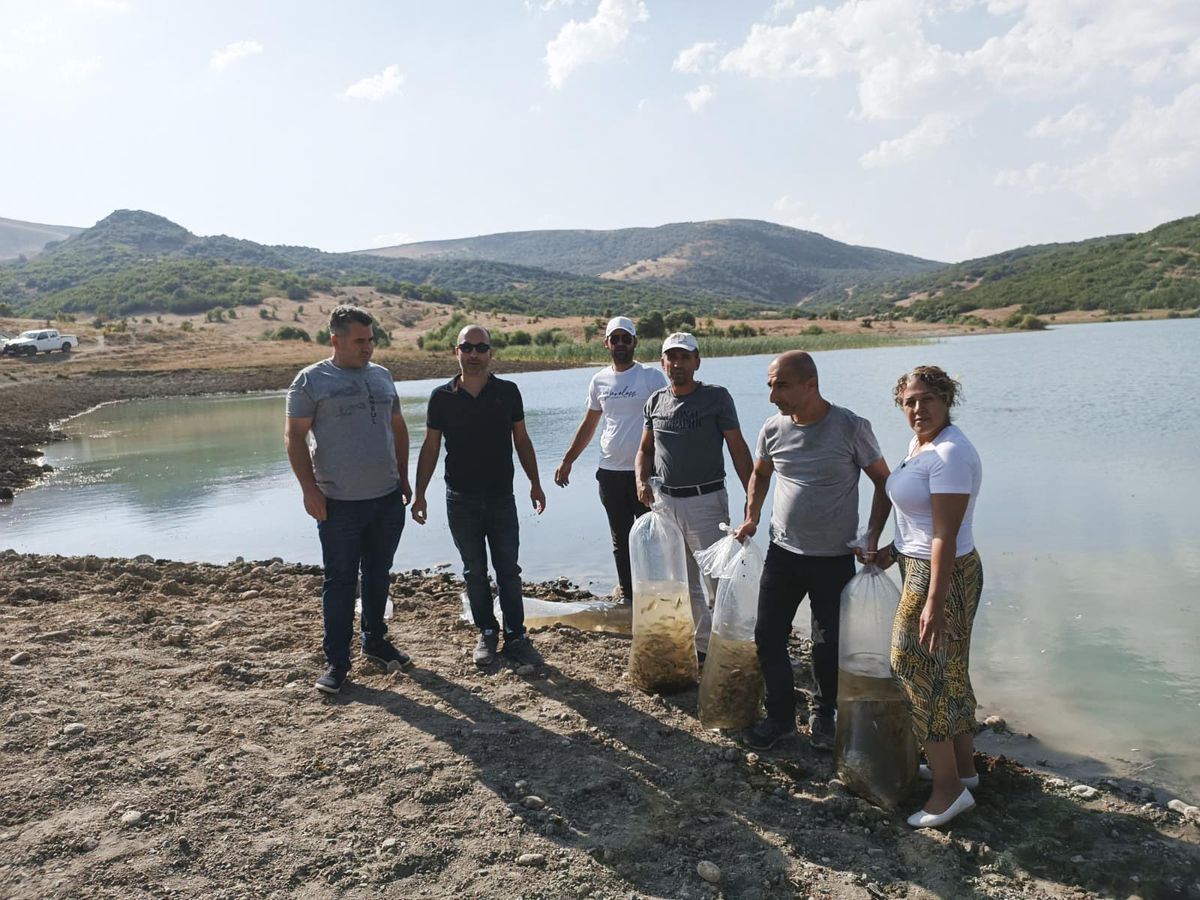 Tunceli\'deki Günboğazı Göleti\'ne 100 bin pullu sazan yavrusu bırakıldı