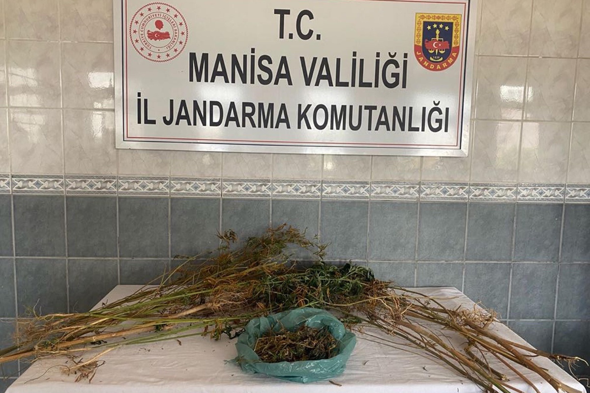 Turgutlu\'da 170 gram esrar ve 20 kök Hint keneviri ele geçirildi