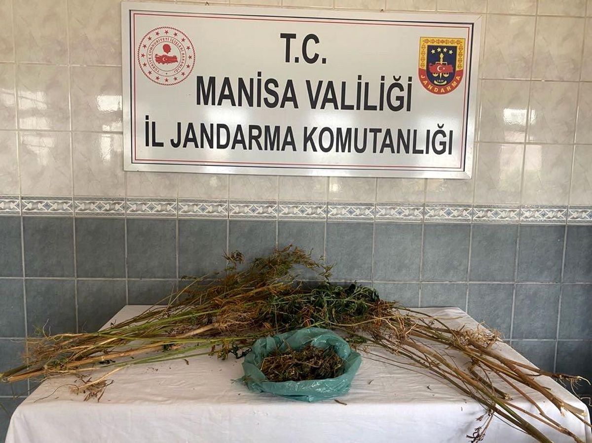 Turgutlu\'da ormanlık alanda kenevir bitkisi ele geçirildi