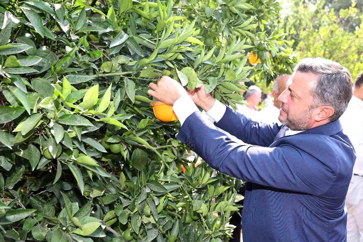 Yüreğir\'de Akdeniz Meyve Sineği ile etkin mücadele