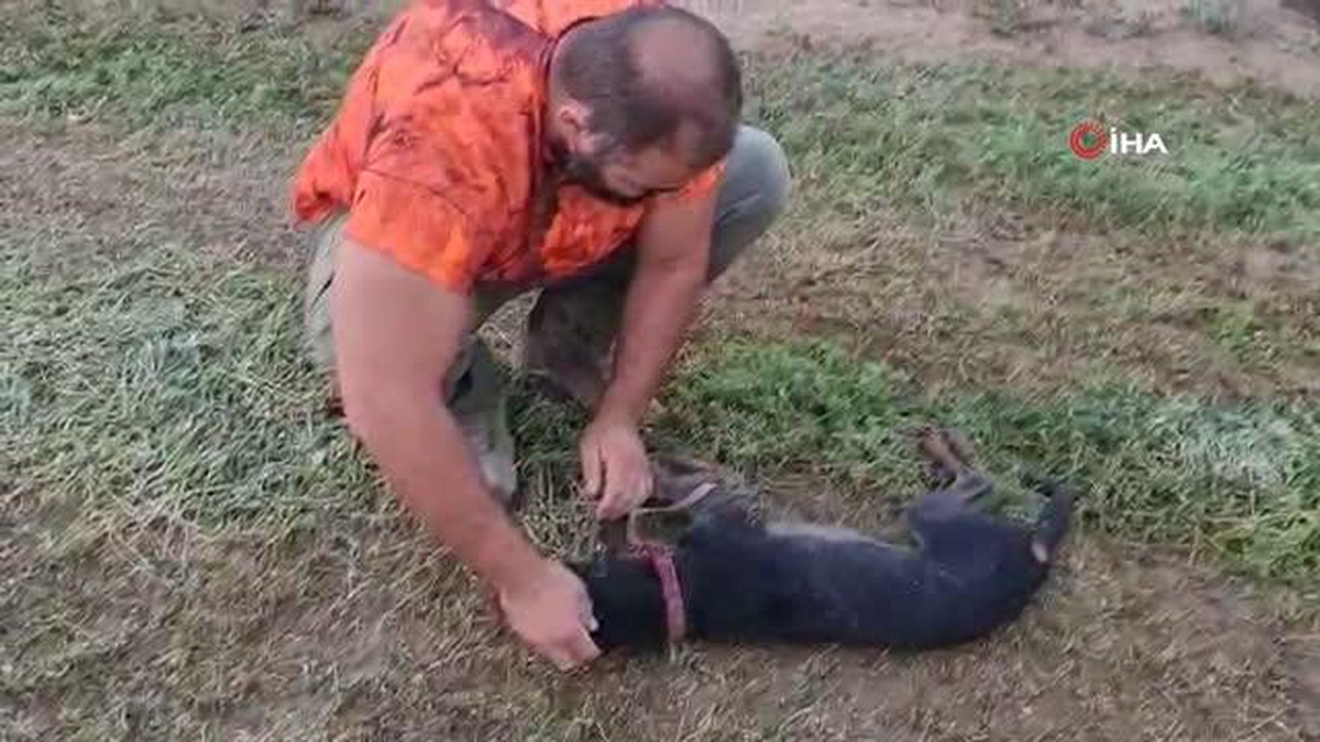 Avcı, can dostu köpeğini kalp masajı yaparak hayata döndürdü