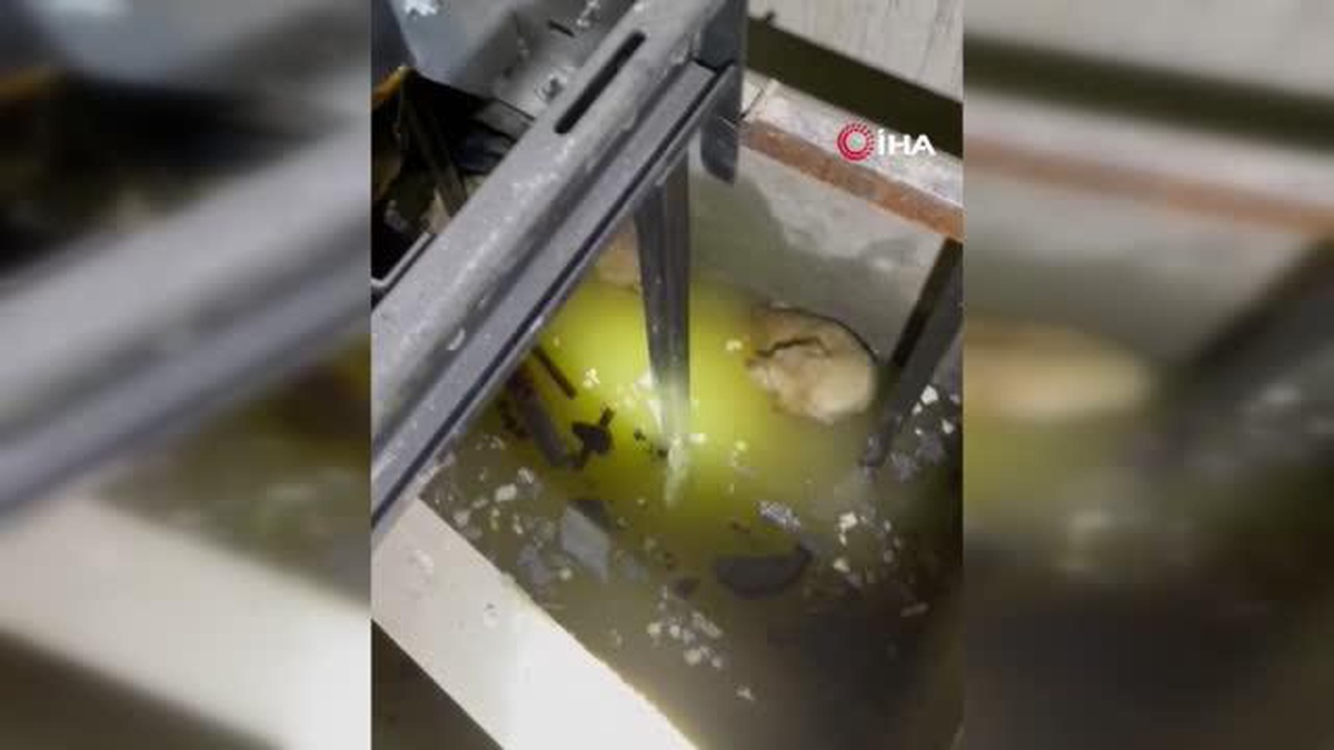 Asansör boşluğuna düşen köpekleri itfaiye kurtardı