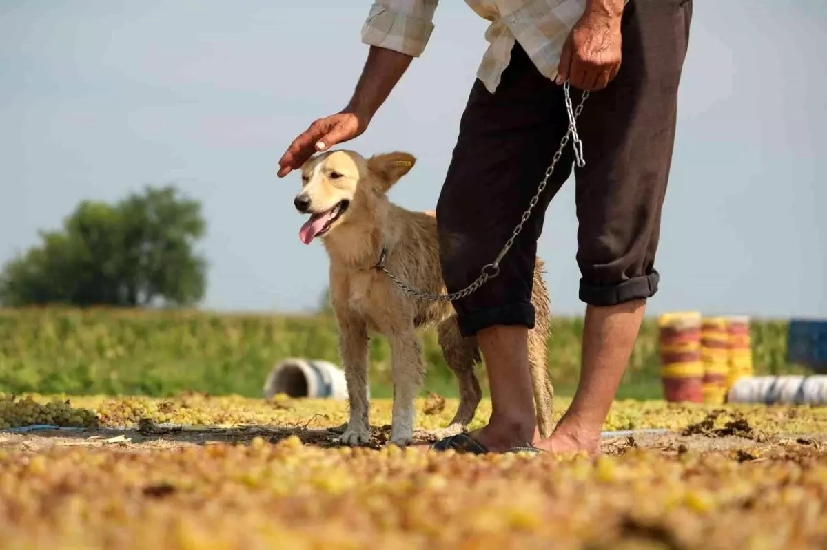 Geçmişte tüfekle korunan üzüm bağları eğitimli köpeklere emanet