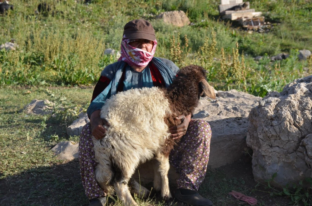 Göçerlerin zorlu yayla yolculuğu devam ediyor